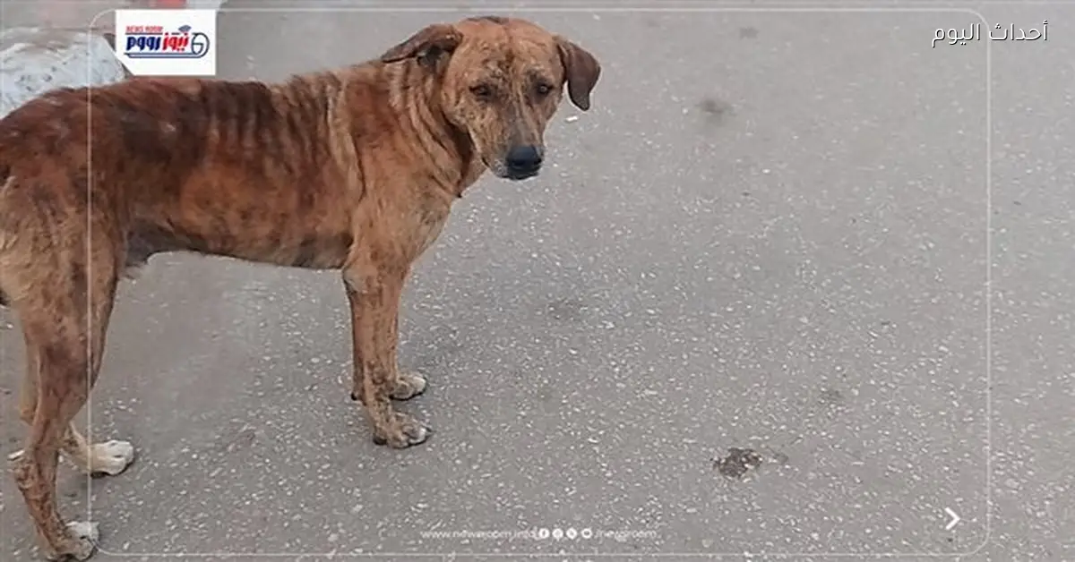 تحصين 14 كلبا ضالا في قنا للحد من السعار