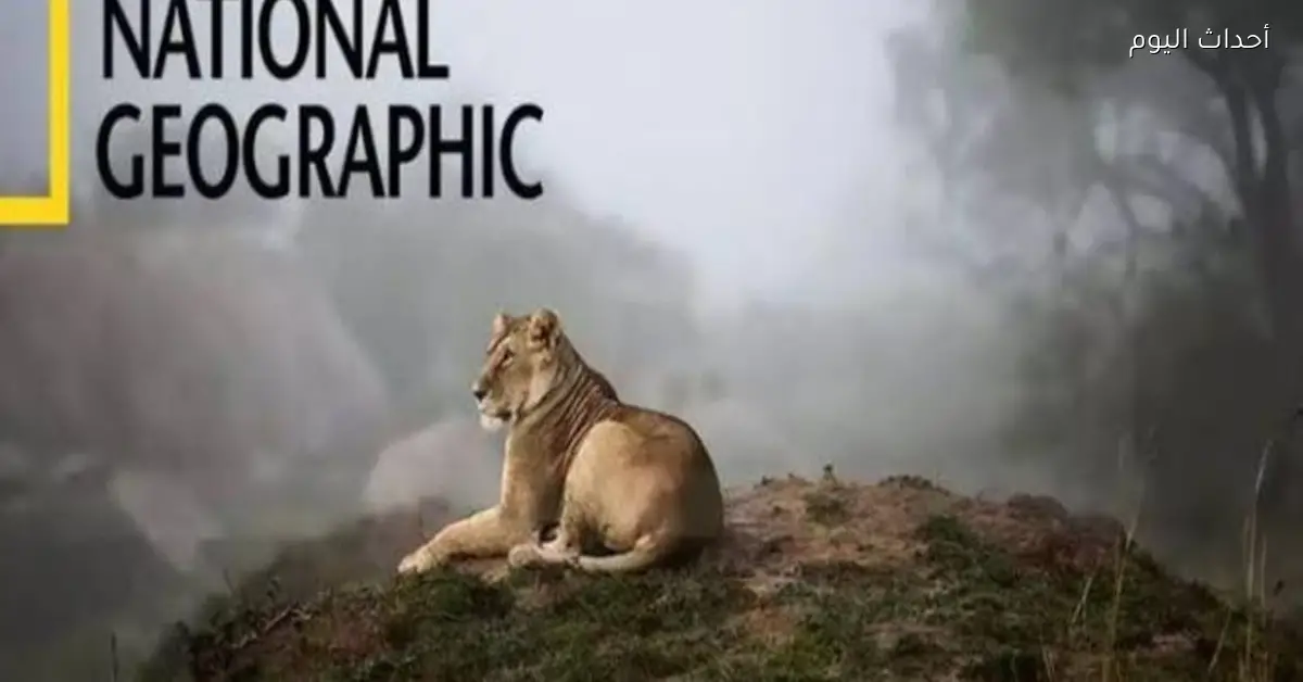 تردد قناة ناشيونال جيوغرافيك أبوظبي 2026 على نايل سات كل ما تحتاج تعرفه عن أفضل البرامج الوثائقية والمحتوى المثير عن الطبيعة
