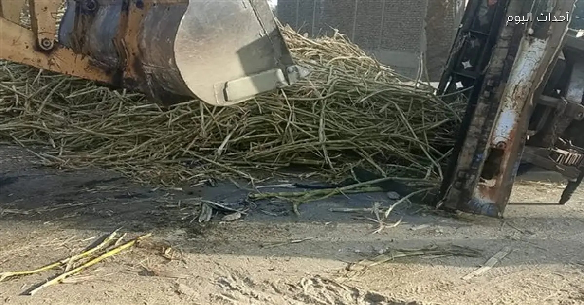 تنظيم مروري في قوص لتأمين موسم عصير القصب