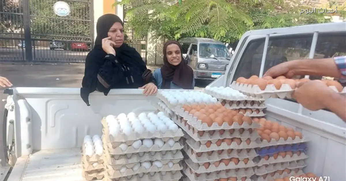 توفير بيض المائدة بأسعار مخفضة في المحافظات
