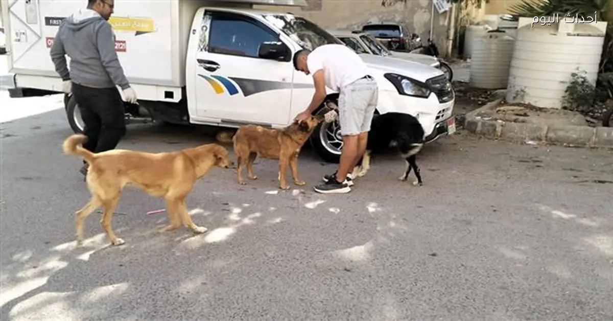 حملات تعقيم للكلاب الضالة في شوارع الغردقة