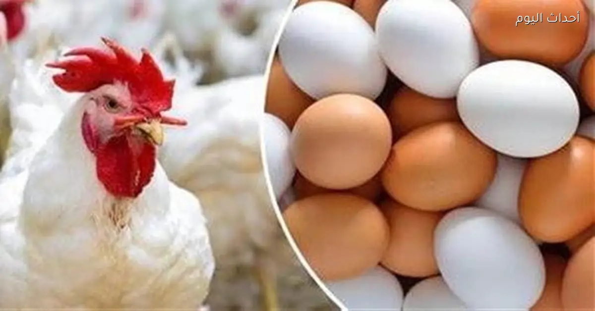 سعر كرتونة البيض الأبيض والأحمر في الأسواق اليوم 11 يناير 2026