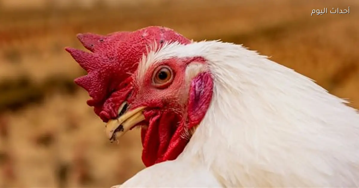 سعر كيلو الفراخ البيضاء اليوم الاثنين 12 يناير 2026