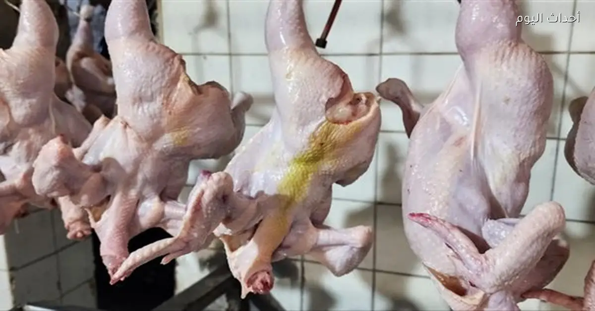 ضبط 36 طنًا من الدواجن غير الصالحة للاستهلاك بالشرقية