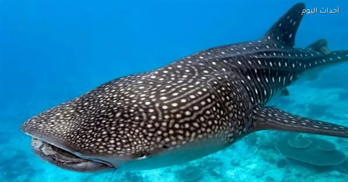 ضبط صيادين لصيد القرش الحوتي بالتعاون مع الدكتورة منال عوض