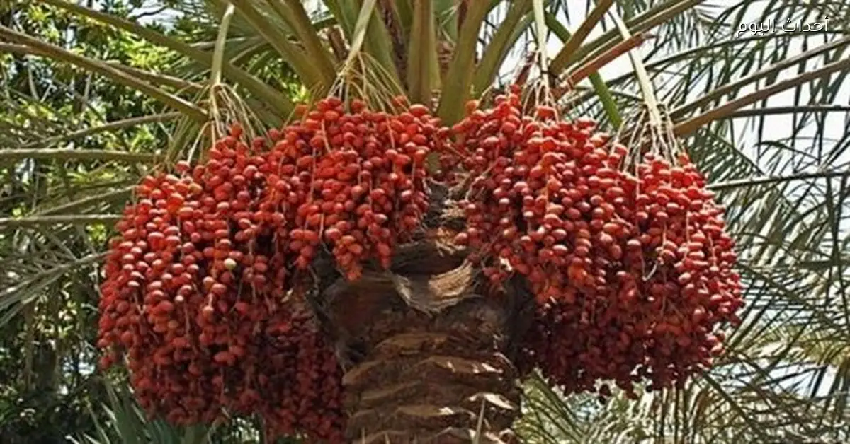 مصر تعزز صادرات التمور مع بدء موسم رمضان