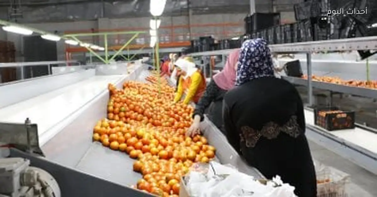 مصر تفتح 25 سوقا جديدا وتصدر 405 سلع لـ167 دولة