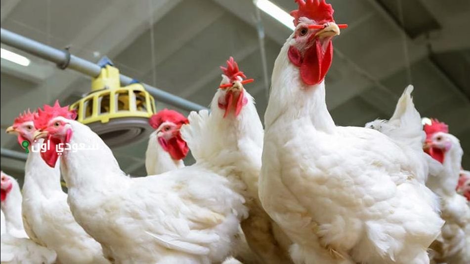 سعر كيلو الفراخ اليوم