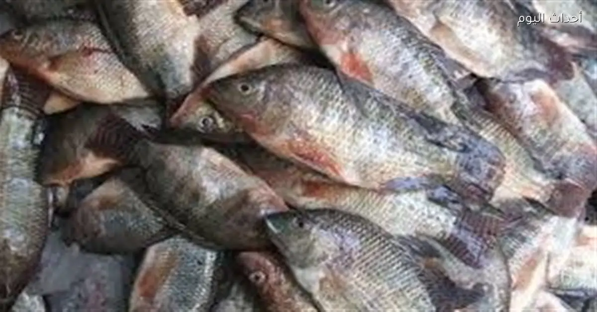 أسعار الأسماك تتفاوت قبل رمضان مع ارتفاع بعض الأنواع