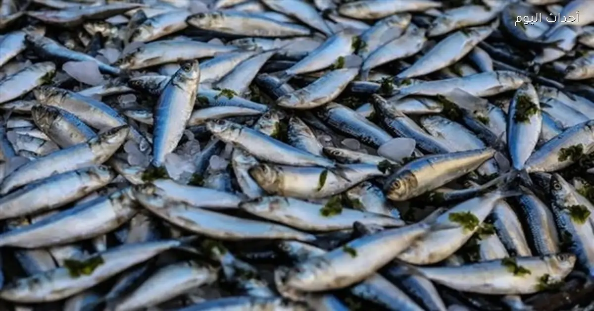 أسعار الأسماك تنخفض رغم اختلاف الأنواع قبل رمضان