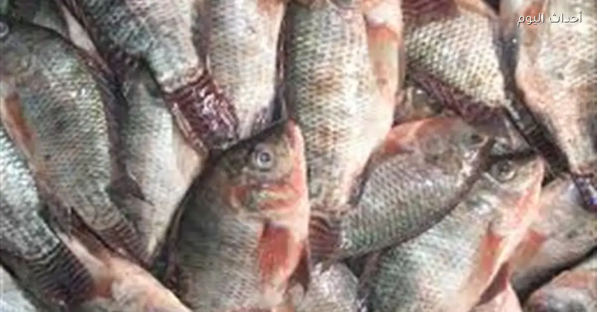 أسعار الأسماك والمأكولات البحرية تتباين اليوم مع ارتفاع الماكريل والسردين