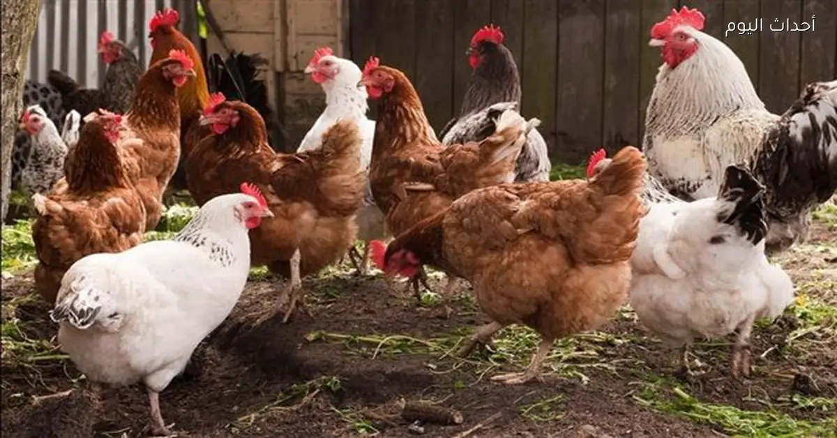 أسعار الدواجن الطازجة ترتفع 5% في يوم واحد