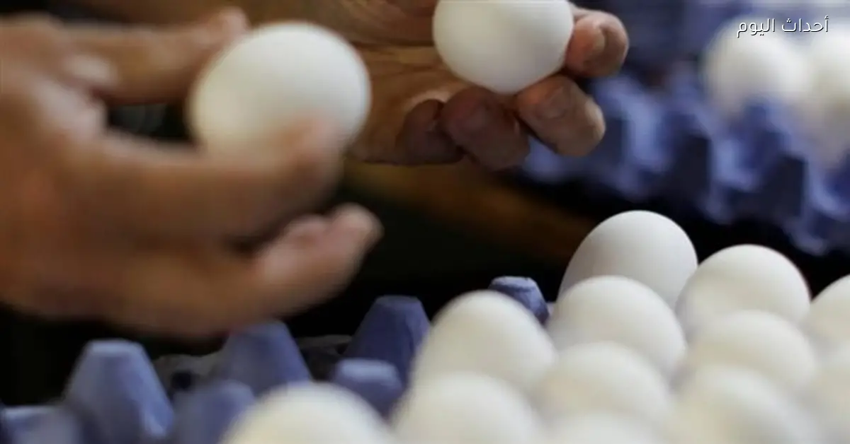 انخفاض أسعار البيض 2.1% ومتوسط الكرتونة 145 جنيهًا