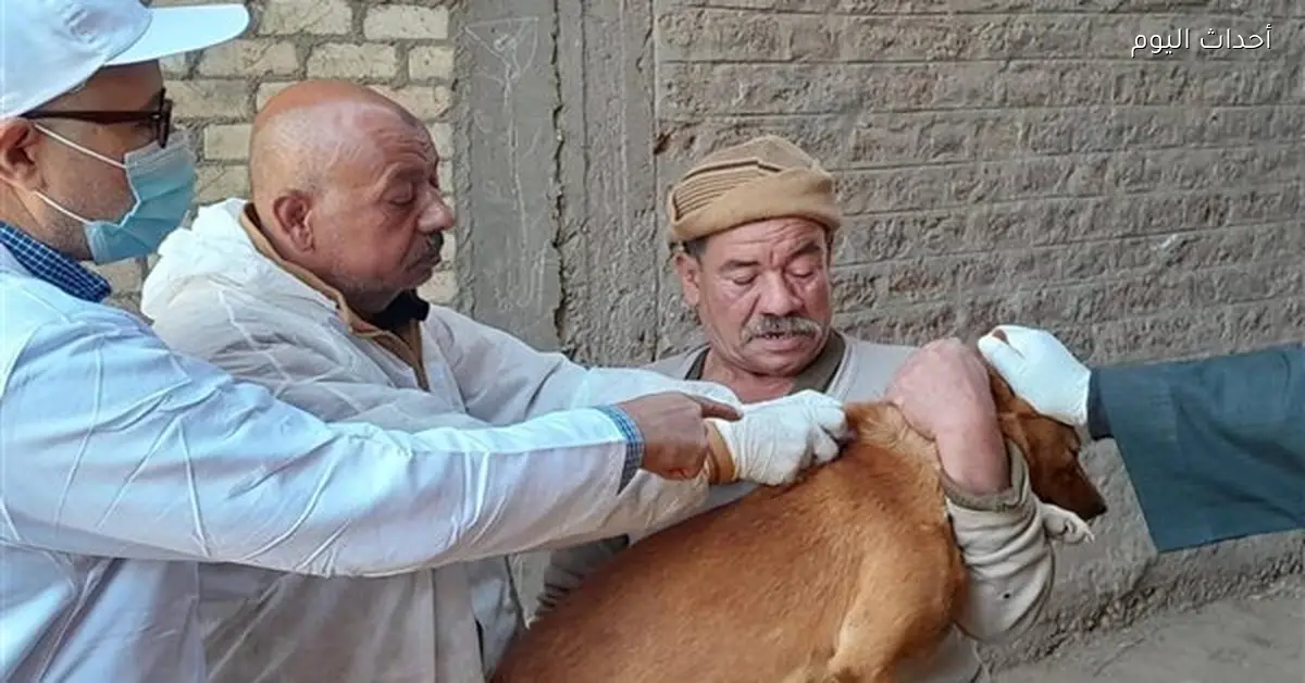 تحصين 12,665 كلب وتعقيم 1,593 منذ يناير لمكافحة السعار