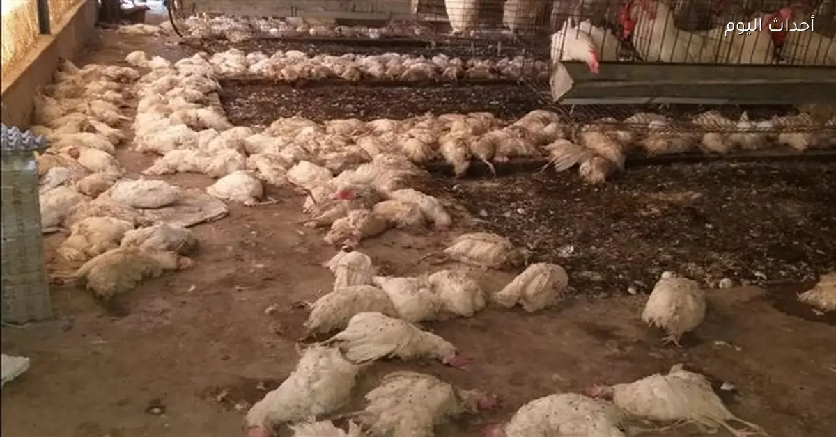 تراجع سعر كيلو الدواجن 5 جنيهات اليوم الاثنين بعد الغلاء