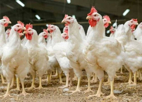 سعر كيلو الفراخ البيضاء اليوم 