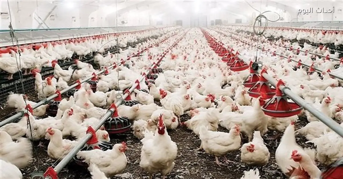 سعر كيلو الفراخ البيضاء في الأسواق اليوم 2 فبراير 2026