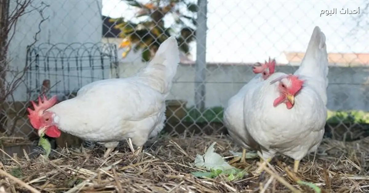سعر كيلو الفراخ البيضاء في الأسواق اليوم 24 فبراير 2026